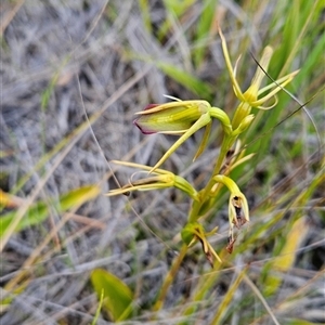 Cryptostylis subulata at Yellow Pinch, NSW - suppressed