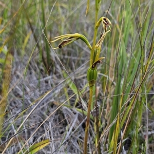 Cryptostylis subulata at Yellow Pinch, NSW - 29 Dec 2024