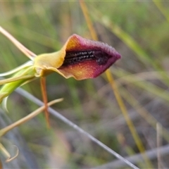 Cryptostylis subulata (Cow Orchid) at Yellow Pinch, NSW - 29 Dec 2024 by BethanyDunne