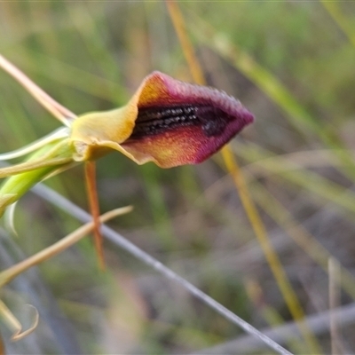 Cryptostylis subulata (Cow Orchid) at Yellow Pinch, NSW - 29 Dec 2024 by BethanyDunne