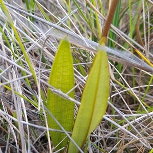 Cryptostylis subulata at Yellow Pinch, NSW - suppressed