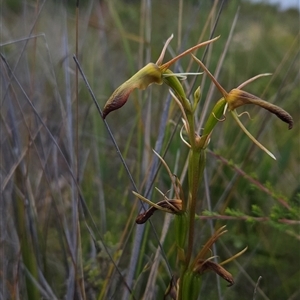 Cryptostylis subulata at Yellow Pinch, NSW - suppressed