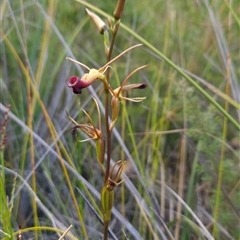 Cryptostylis subulata at Yellow Pinch, NSW - suppressed