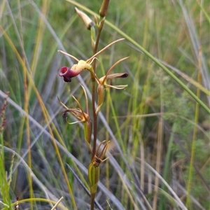 Cryptostylis subulata at Yellow Pinch, NSW - suppressed