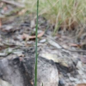 Calochilus sp. at Yellow Pinch, NSW - 29 Dec 2024