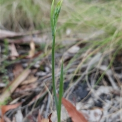 Calochilus sp. at Yellow Pinch, NSW - suppressed