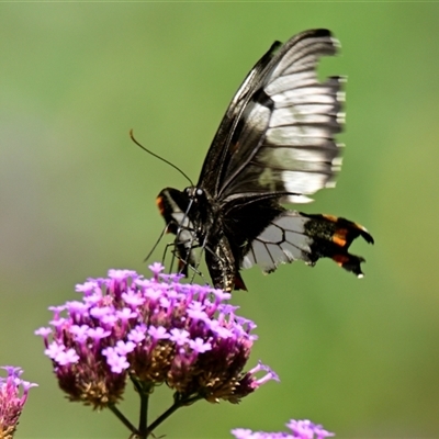 Papilio aegeus (Orchard Swallowtail, Large Citrus Butterfly) at Evatt, ACT - 30 Dec 2024 by Thurstan