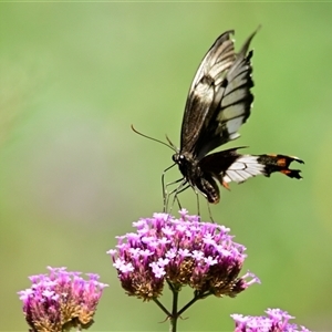 Papilio aegeus at Evatt, ACT - 30 Dec 2024 10:33 AM