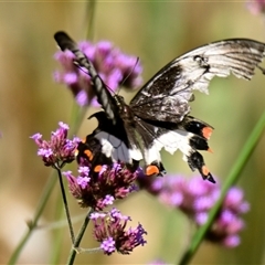 Papilio aegeus at Evatt, ACT - 30 Dec 2024 10:33 AM