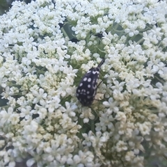 Mordella dumbrelli (Dumbrell's Pintail Beetle) at Hughes, ACT - 30 Dec 2024 by millsey