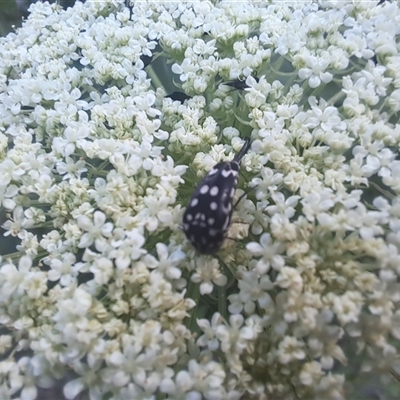 Mordella dumbrelli (Dumbrell's Pintail Beetle) at Hughes, ACT - 30 Dec 2024 by millsey