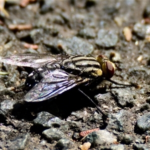 Sarcophagidae (family) at Evatt, ACT - 30 Dec 2024 10:31 AM