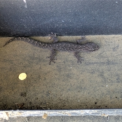 Christinus marmoratus (Southern Marbled Gecko) at Hackett, ACT - 30 Dec 2024 by WalterEgo