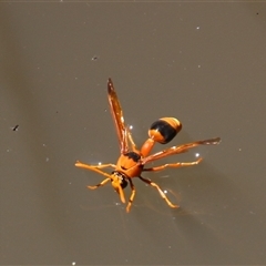 Delta bicinctum (Potter wasp) at Aranda, ACT - 10 Nov 2014 by Jennybach