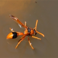 Delta bicinctum at Aranda, ACT - 10 Nov 2014