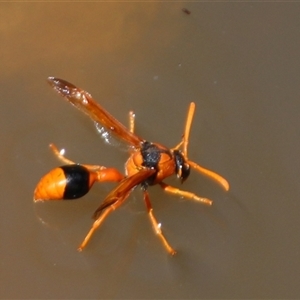 Delta bicinctum at Aranda, ACT - 10 Nov 2014