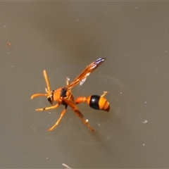 Delta bicinctum at Aranda, ACT - 10 Nov 2014