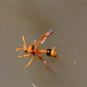 Delta bicinctum at Aranda, ACT - 10 Nov 2014