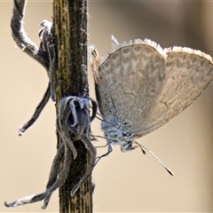 Zizina otis (Common Grass-Blue) at Evatt, ACT - 30 Dec 2024 by Thurstan
