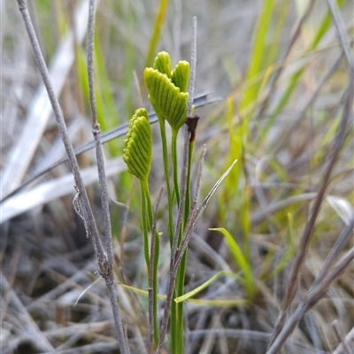 Schizaea bifida (Forked Comb Fern) at Yellow Pinch, NSW - 29 Dec 2024 by BethanyDunne