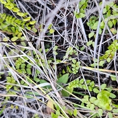 Lindsaea linearis (Screw Fern) at Yellow Pinch, NSW - 29 Dec 2024 by BethanyDunne