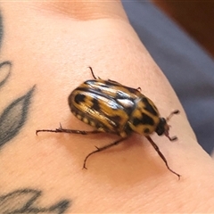 Cyclocephala signaticollis (Argentinian scarab) at Ripley, QLD - 29 Dec 2024 by Sdigh02