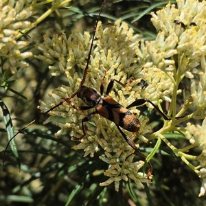 Aridaeus thoracicus at Bungendore, NSW - 29 Dec 2024