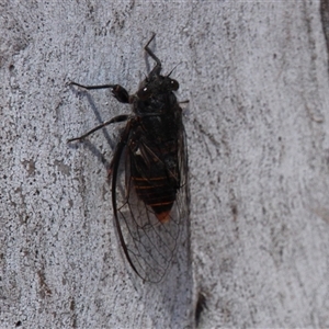 Pauropsalta mneme at Aranda, ACT - 10 Nov 2014 11:04 AM