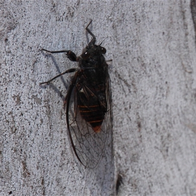 Pauropsalta mneme (Alarm Clock Squawker) at Aranda, ACT - 10 Nov 2014 by Jennybach