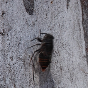 Pauropsalta mneme at Aranda, ACT - 10 Nov 2014 11:04 AM