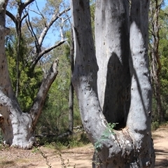 Pauropsalta mneme at Aranda, ACT - 10 Nov 2014