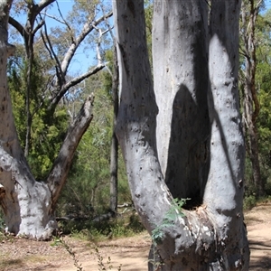 Pauropsalta mneme at Aranda, ACT - 10 Nov 2014 11:04 AM