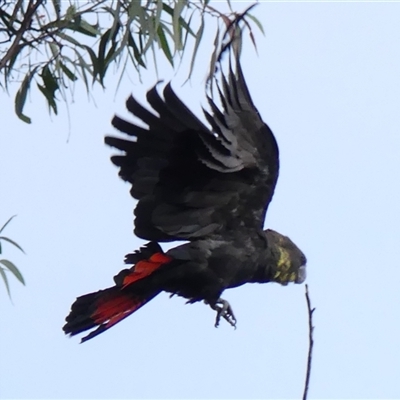 Calyptorhynchus lathami lathami (Glossy Black-Cockatoo) at Colo Vale, NSW - 12 Dec 2020 by GITM2