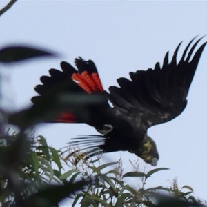 Calyptorhynchus lathami lathami at Colo Vale, NSW - suppressed