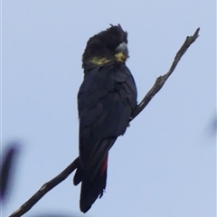 Calyptorhynchus lathami lathami at Colo Vale, NSW - suppressed