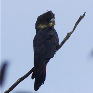 Calyptorhynchus lathami lathami at Colo Vale, NSW - suppressed