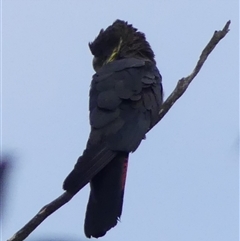 Calyptorhynchus lathami lathami at Colo Vale, NSW - suppressed