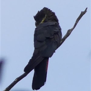 Calyptorhynchus lathami lathami at Colo Vale, NSW - suppressed