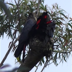 Calyptorhynchus lathami lathami at Colo Vale, NSW - suppressed