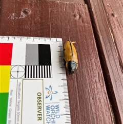 Temognatha variabilis (Variable jewel beetle) at Buxton, NSW - 30 Dec 2024 by millie