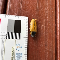 Temognatha variabilis at Buxton, NSW - 30 Dec 2024 12:03 PM