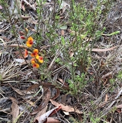 Dillwynia sericea (Egg And Bacon Peas) at Kaleen, ACT - 29 Dec 2024 by Jenny54