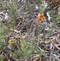 Dillwynia sericea at Kaleen, ACT - 30 Dec 2024