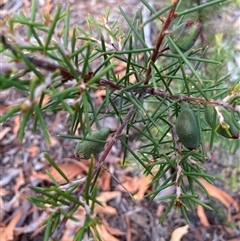 Hakea decurrens subsp. decurrens (Bushy Needlewood) at Kaleen, ACT - 29 Dec 2024 by Jenny54