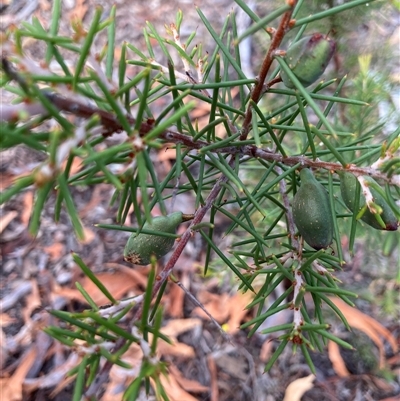 Hakea decurrens subsp. decurrens (Bushy Needlewood) at Kaleen, ACT - 30 Dec 2024 by Jenny54