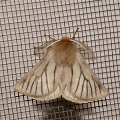 Pterolocera (genus) (Antheliid moth) at Freshwater Creek, VIC - 21 Apr 2020 by WendyEM