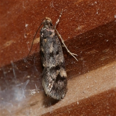 Barea zygophora (Concealer Moth) at Freshwater Creek, VIC - 21 Apr 2020 by WendyEM