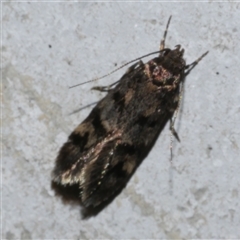 Barea zygophora (Concealer Moth) at Freshwater Creek, VIC - 22 Apr 2020 by WendyEM