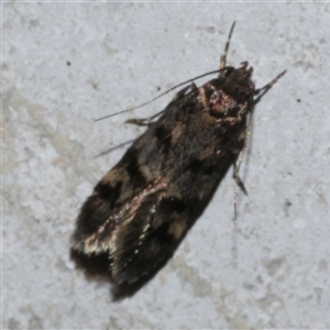 Barea zygophora at Freshwater Creek, VIC - 22 Apr 2020 12:04 AM