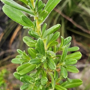 Hibbertia circinata at Kiah, NSW - suppressed